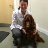 nikki vet nikki vet